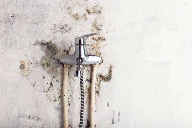 Best Mold Damage Repair  in Wheatley Heights, NY