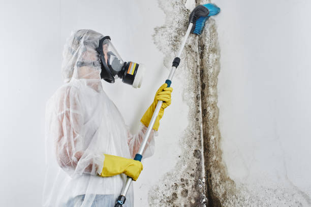 Best Black Mold Removal  in Wheatley Heights, NY