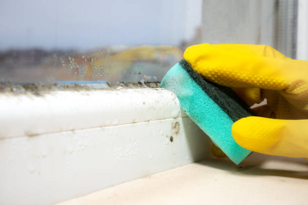 Best Same-Day Mold Removal  in Wheatley Heights, NY