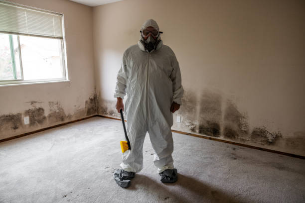 Professional Mold Removal in Wheatley Heights, NY