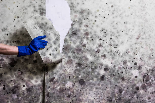 Best Mold Remediation Services  in Wheatley Heights, NY