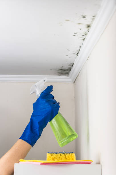 Best Crawl Space Mold Removal  in Wheatley Heights, NY
